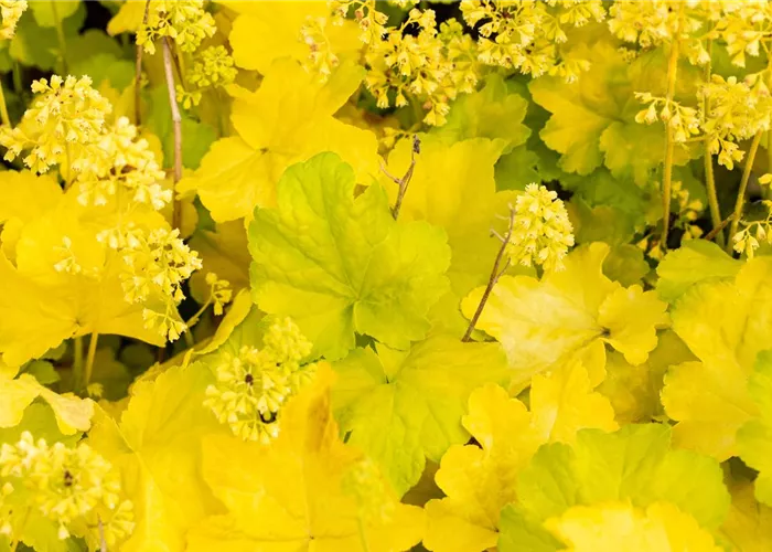 Heuchera Little Cuties 'Blondie in Lime'