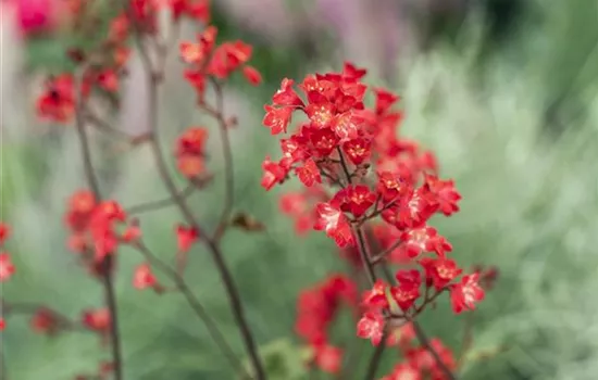 Heuchera sanguinea 'Ruby Bells'