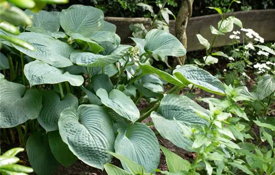Hosta sieboldiana 'Big Daddy'