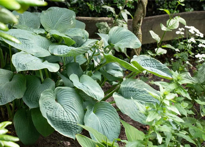 Hosta sieboldiana 'Big Daddy'
