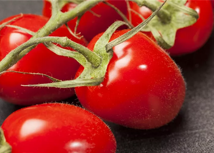 Pflaumen-Cherry-Tomate 'Dasher' (Mirado Red)