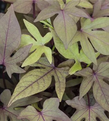 Zier-Süßkartoffel 'SWEET CAROLINE Bronze'