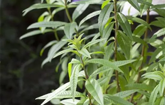 Zitronenverbene 'Freshman' Zitronenverbene 'Freshman'