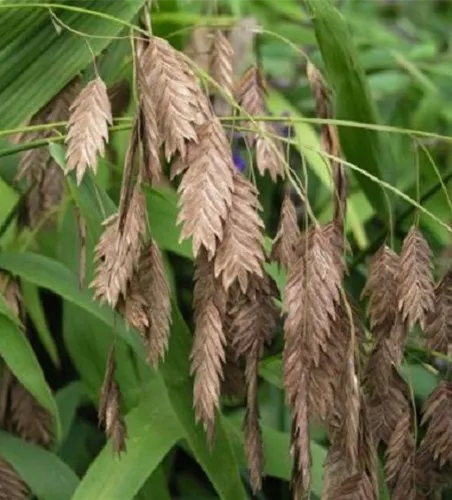 Chasmanthium latifolium Chasmanthium latifolium