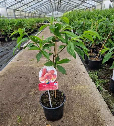Tellerpfirsich 'Fruit Me® Peach Me Donut' Tellerpfirsich 'Fruit Me® Peach Me Donut'