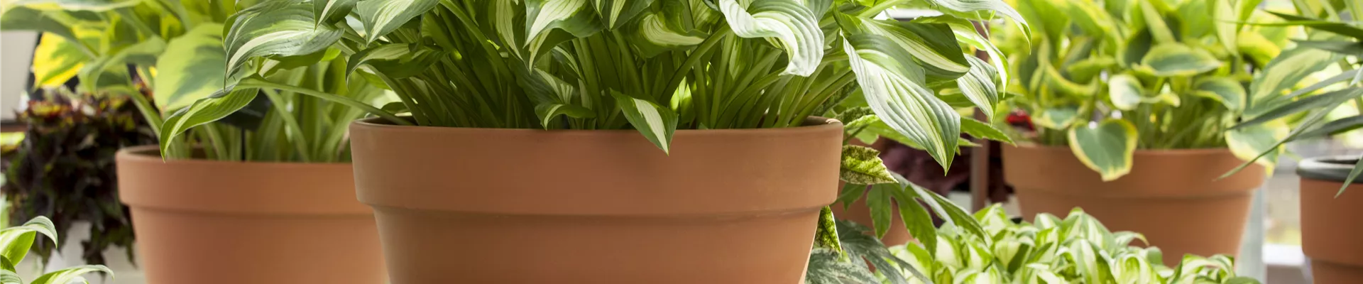 Hosta