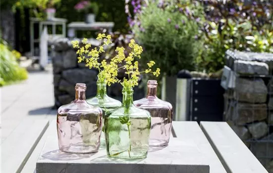 Der Flaschengarten - ein Regenwald für Zuhause Der Flaschengarten - ein Regenwald für Zuhause