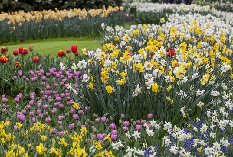 Narcissus