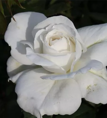 Edelrose 'Annapurna'® Edelrose 'Annapurna'®