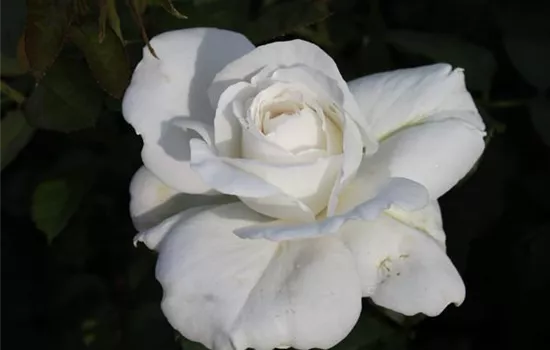 Edelrose 'Annapurna'® Edelrose 'Annapurna'®