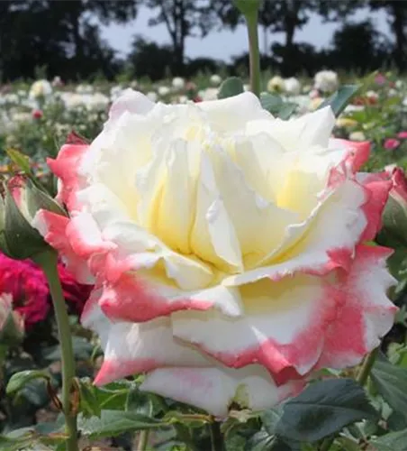 Edelrose 'Athena'® Edelrose 'Athena'®