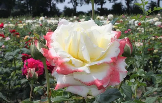 Edelrose 'Athena'® Edelrose 'Athena'®