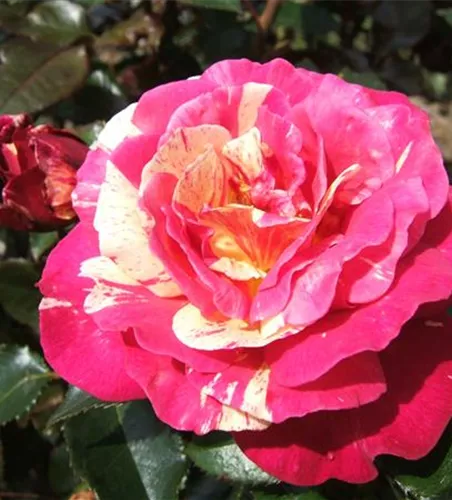 Edelrose 'Brocéliande'® Edelrose 'Brocéliande'®