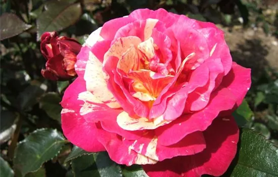 Edelrose 'Brocéliande'® Edelrose 'Brocéliande'®