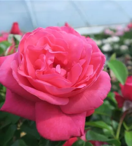 Edelrose 'Cherry Lady'® Edelrose 'Cherry Lady'®