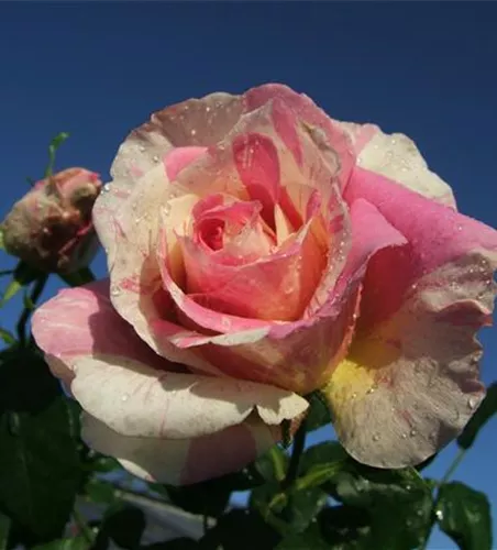 Edelrose 'Claude Monet'® Edelrose 'Claude Monet'®