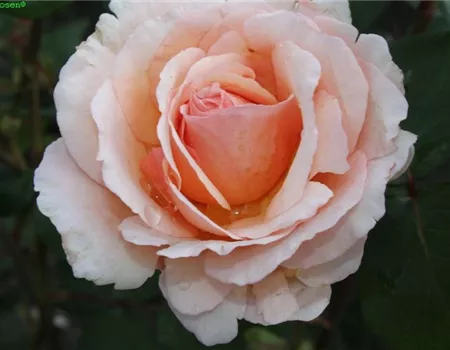 Edelrose 'Duftjuwel'®