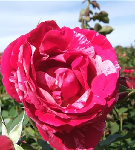 Edelrose 'Henri Matisse' Edelrose 'Henri Matisse'