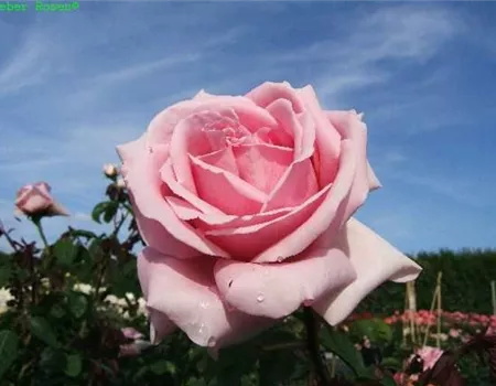 Edelrose 'Frederic Mistral'®