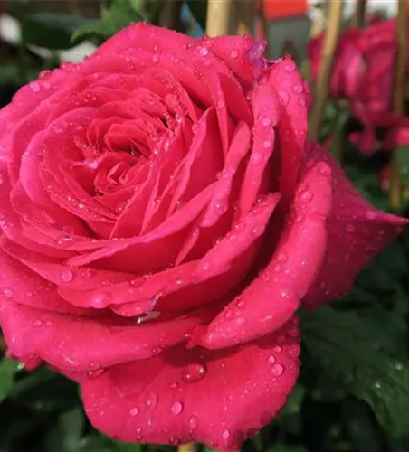 Edelrose 'Johann Wolfgang von Goethe Rose'® Edelrose 'Johann Wolfgang von Goethe Rose'®