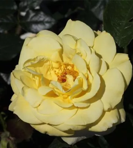 Edelrose 'Limona'® Edelrose 'Limona'®