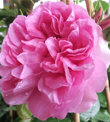 Edelrose 'Pompadour'® Edelrose 'Pompadour'®