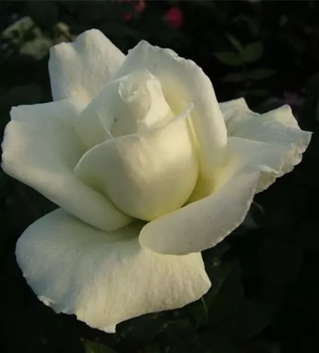 Edelrose 'Roy Black'® Edelrose 'Roy Black'®