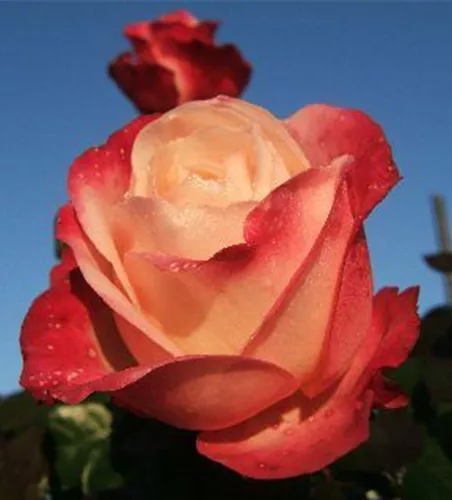 Edelrose 'Nostalgie'® Edelrose 'Nostalgie'®