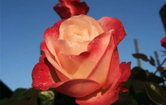 Edelrose 'Nostalgie'® Edelrose 'Nostalgie'®