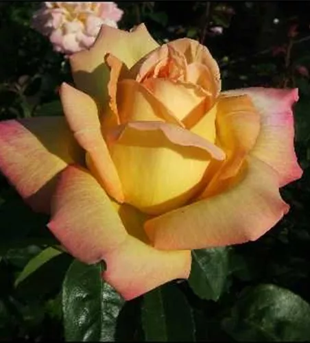Edelrose 'Peace' Edelrose 'Peace'