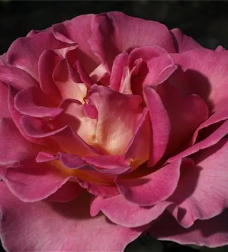 Edelrose 'Pink Paradise'® Edelrose 'Pink Paradise'®