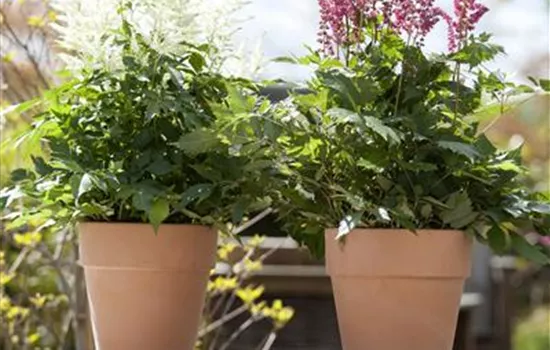 Garten to go: ungewöhnliche Pflanzgefäße im mobilen Garten Garten to go: ungewöhnliche Pflanzgefäße im mobilen Garten