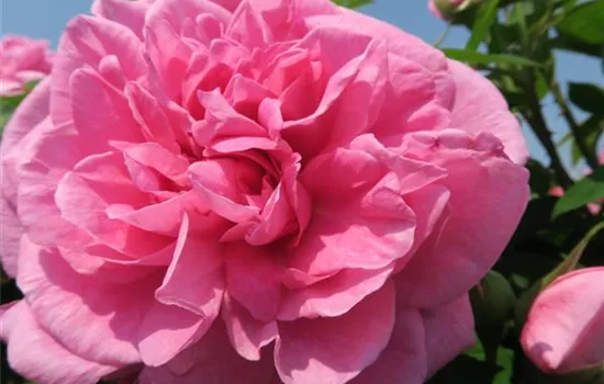 Englische Strauchrose 'Gertrude Jekyll'® Englische Strauchrose 'Gertrude Jekyll'®