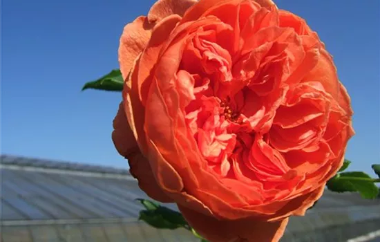 Englische Strauchrose 'Summer Song'® Englische Strauchrose 'Summer Song'®