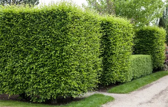 Sichtschutz für Ihren Garten Sichtschutz für Ihren Garten