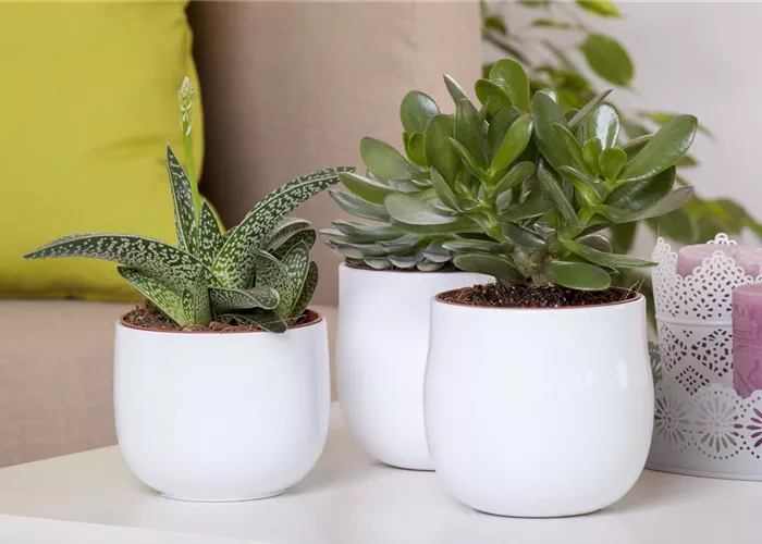 Aloe Vera - die Pflanze, die schön macht Aloe Vera - die Pflanze, die schön macht