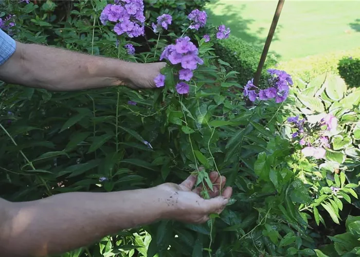 Phlox - Unkraut entfernen